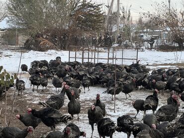куплю недорого щенка немецкой овчарки: Сатам | Эркек күрп | Бройлер | Көбөйтүү үчүн | Асыл тукумдуу lalafo.kg да куплю недорого щенка немецкой овчарки: Сатам | Эркек күрп | Бройлер | Көбөйтүү үчүн | Асыл тукумдуу
