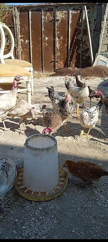 ucuz quşlar: Üç aylıq yerli hinduşqalardır. sağlamdılar whatsap aktivdir. ünvan — 1
