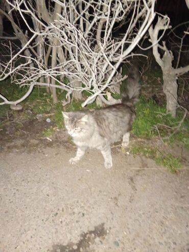 кошки коты котята: 8 месяцев, Девочка, Серый