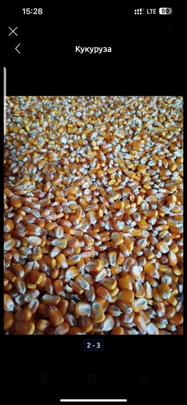 кукуруза сатам: Продаю оптом кукуруза оптом в большом количестве