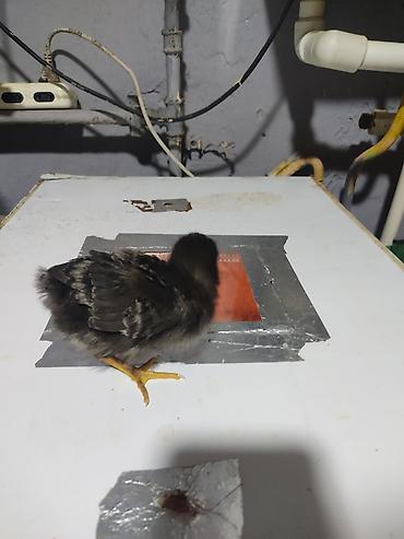 Xoruzlar: Australorp Xarkaov cucelerin
Sifarişi — 3