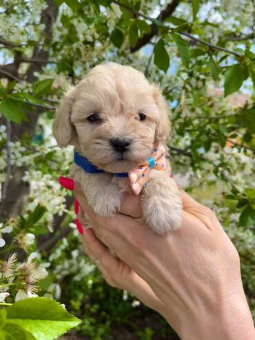 Psi: Registrovana odgajivacnica pasa "Happy Puppies" ima u ponudi stence