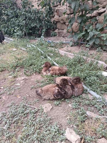 Heyvanlar üçün mallar: Qırmızı krasnadar ördey balası 3 eded satılır tek tek 25 manat