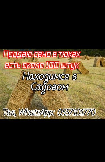 корма драбилка: Продаю домашнее сено в Тюках 💯👍😎 находимся в Беловодске