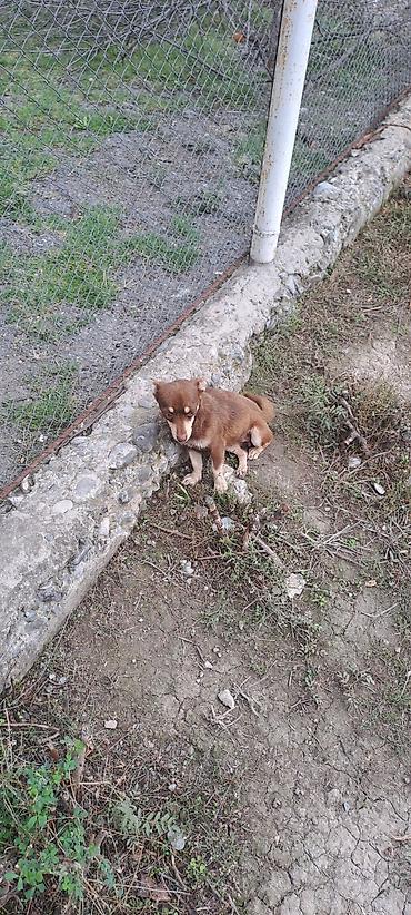 heyvan rezini: İki balaca it – qısa tüklü, qəhvəyi rəng çalarlarında - Cins: kiçik — 6