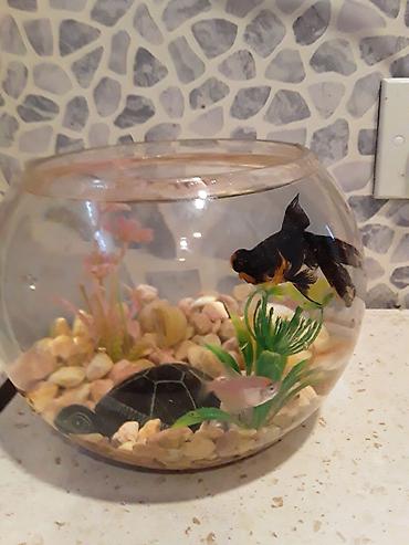 Akvariumlar: Şüşə akvarium dəsti - Dairəvi, şəffaf şüşə akvarium (balaca ölçülü — 3