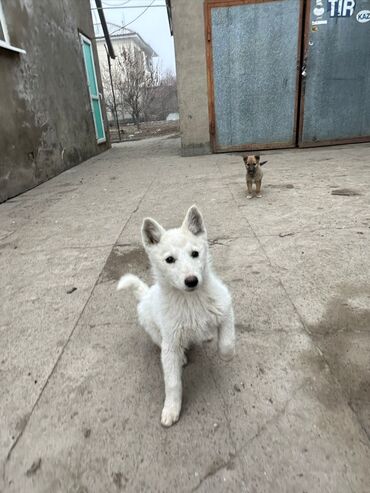 Продажа собак: Лайка, 3 месяца, Самец — 3