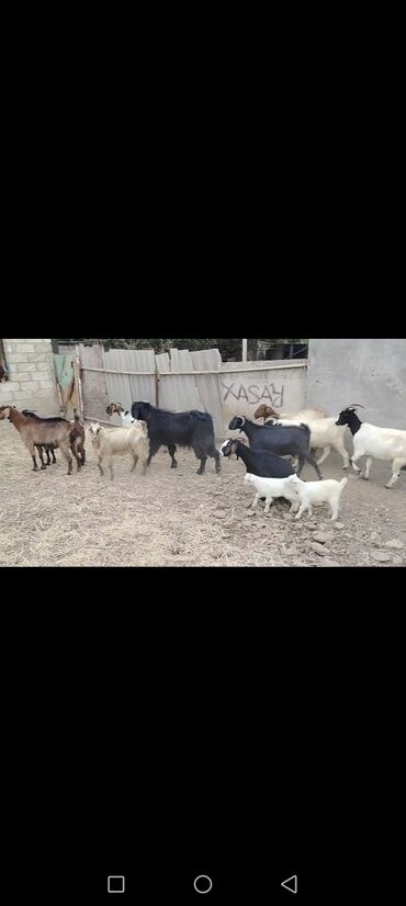 Птицы: Salam heyvanlar kom satilir tam saglam bir iki uc qarin dogmuş bogaz