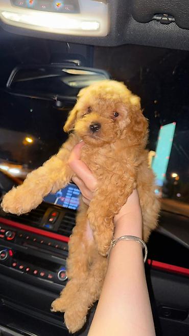mini spitz: Pudel, 2 ay, Erkək, Peyvəndli, Ünvandan götürmə, Ödənişli çatdırılma — 1