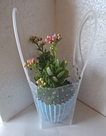 Otaq bitkiləri: Kalanxoe gülü. Satış — 8