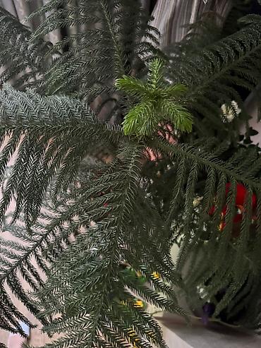 араукария: Араукария разнолистная (Norfolk Island Pine), комнатное хвойное дерево — 3