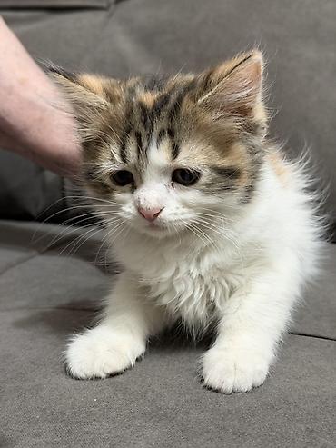 где можно купить котят: Котята ищут новый дом и любящую семью ♥️ Котята приучены к лотку — 4