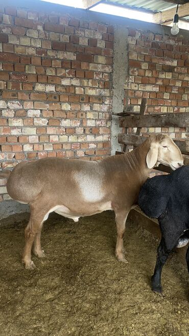 овцы: Продаю кочкора 2,5 года 4 зуба линия восьмидесятых рост 95см уши