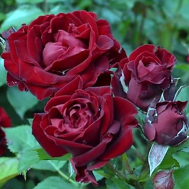 Роза: Саженцы — 14