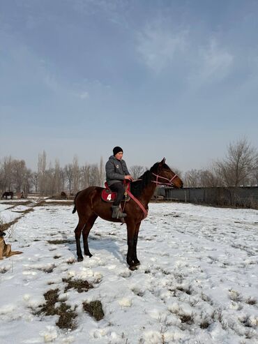 Лошади, кони: Продаю | Конь (самец)