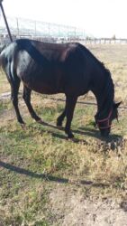 купить кролик декоративный: Продаю | Кобыла (самка) | Полукровка | Рабочий