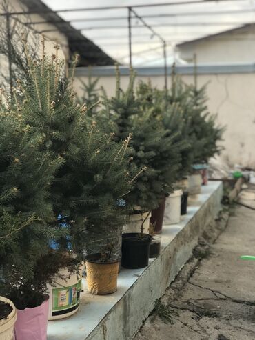 Декоративные деревья: Продаются елки🌿🌲 От 1м до 3,5м. С хорошим комом. Идеально подойдет для — 6