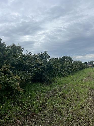 Həyət evləri və villaların satışı: 3 otaqlı, 100 kv. m, Yeni təmirli — 19