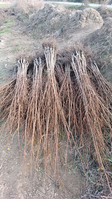 Tinglər: Təmiz və sağlam tingler isteyirsinizse bzmle əlaqə saxlaya blərsniz -da lalafo.az — 9 Tinglər: Təmiz və sağlam tingler isteyirsinizse bzmle əlaqə saxlaya blərsniz — 9