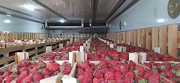 Клубника: Клубника — 7