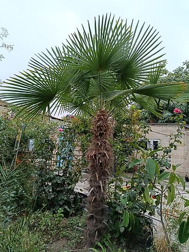 meyvə ağaclar: Yelpək formalı yarpaqları olan dekorativ palma ağacı (Trachycarpus — 1