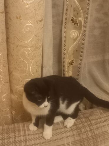 baku pişik satis: Şotland yastı qulaq