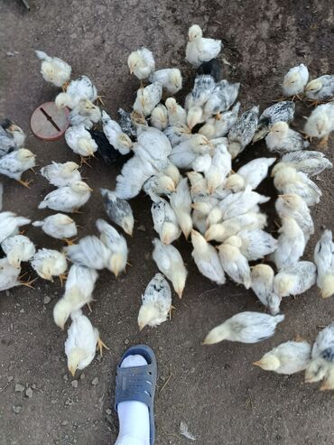 соль для животных: Продаю | Цыплята