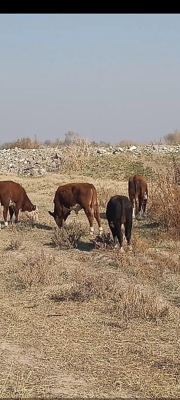 кукуруза ала тоо: Продаю | Бык (самец) — 1