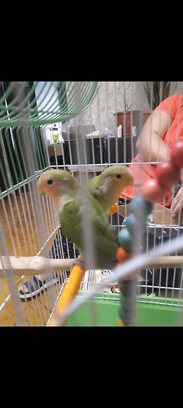 Növ: Sevgi papağanları (Agapornis) Say: 2 ədəd cüt Rəng: Açıq-yaşıl lalafo.az -da Növ: Sevgi papağanları (Agapornis) Say: 2 ədəd cüt Rəng: Açıq-yaşıl