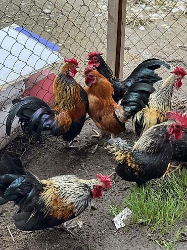 Птицы: Продаю петухов бентамки! Прошлого года! Курочек топчат и кукарекают! — 4