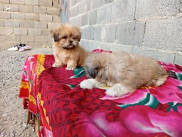 it satisi: Pekines, 2 ay, Erkək, Ödənişli çatdırılma — 4