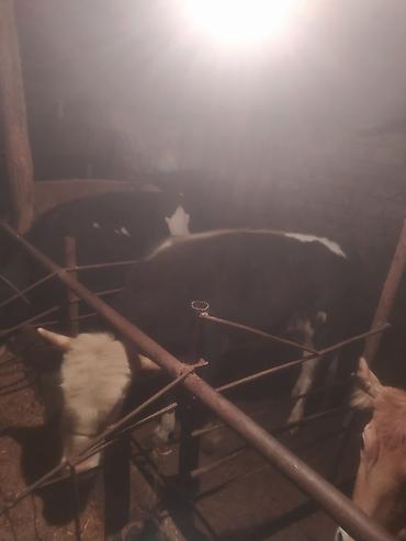 Inəklər, öküzlər: Inəklər, öküzlər — 7