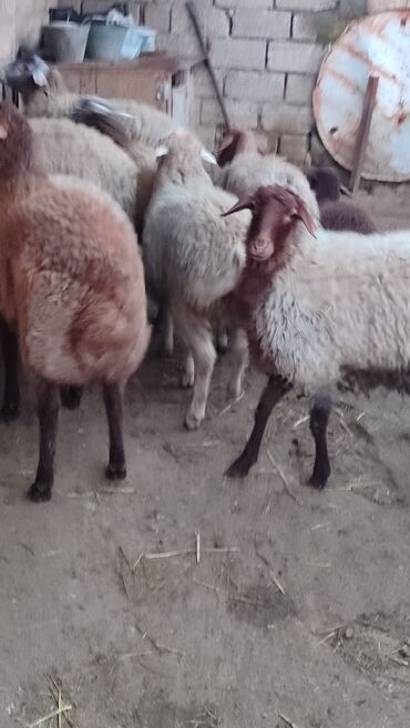Qoyunlar, qoçlar: Sağlam cavan heyvanlardi kom satılır Kurdexanidadi. Ümumi 12 Heyvandi — 5