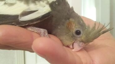 куплю птиц: Ручной мальчик попугай коредл