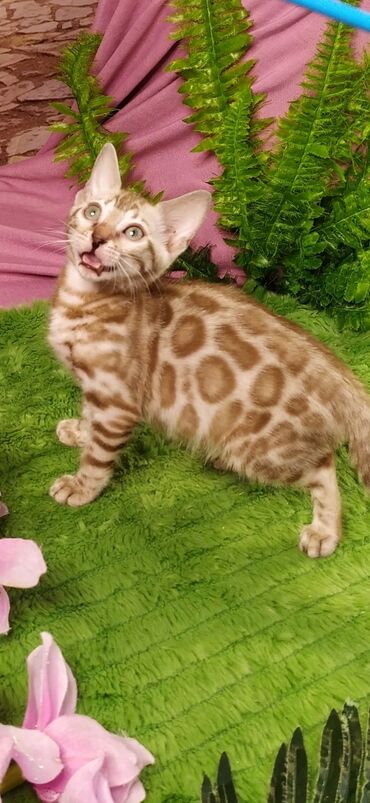 Продажа кошек: Друзья !!! питомник Бен Гла Мур с радостью предлагает новый помет. от — 26