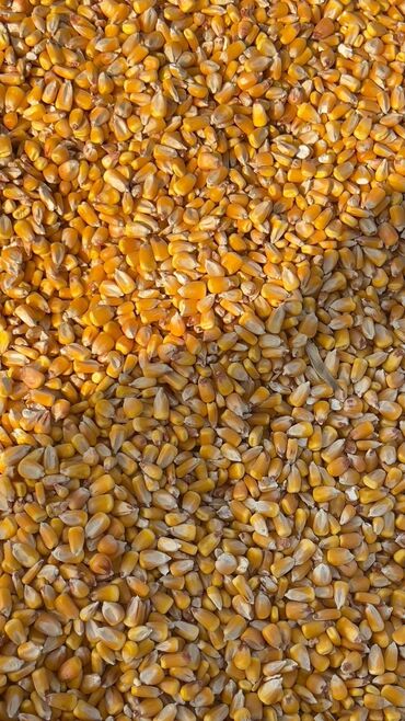 купить бу оборудование для производства полистиролбетона: Продаю кукурузу