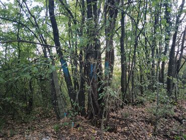 Prodaja zemljišta: 58 ares, Poljoprivredno zemljište, Vlasnik — 7
