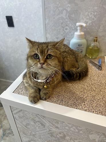 японская кошка: Скотиш Страйт (Шотландская прямоухая), 7 месяцев, Девочка, Золотая шиншилла, С прививками, Приучена к лотку, С документами — 1