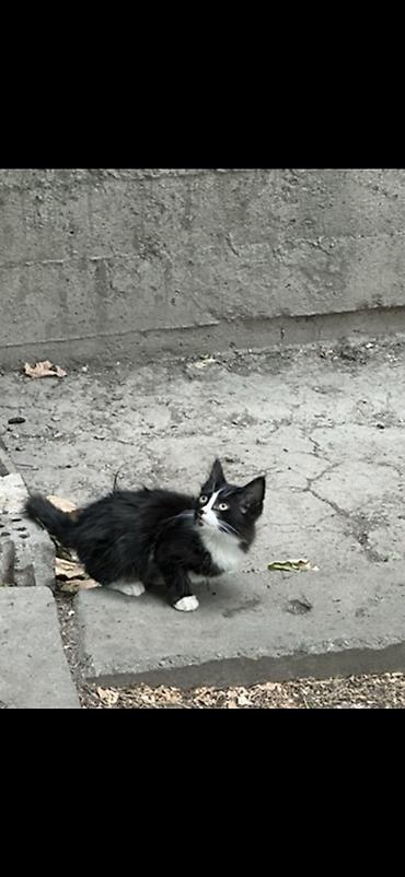 сабаки бесплатно: Котята ищут дом! 🐱❤️ даром Котята живут на улице и очень нуждаются в — 5