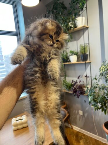 Gəmiricilər: Qızıl şinşilla, Dişi, Ünvandan götürmə