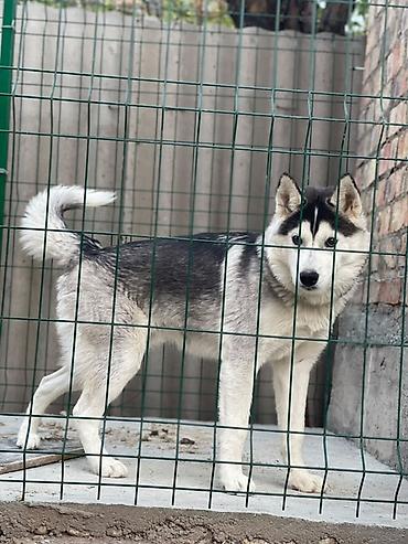 охотничие собаки: Хаски, 7 месяцев, Самец — 3