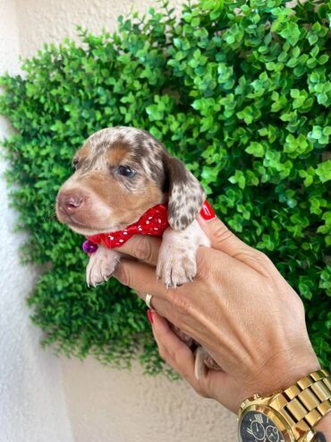 Psi: Odgajivacnica pasa "Happy Puppies" ima u ponudi prelepe stence mini — 2