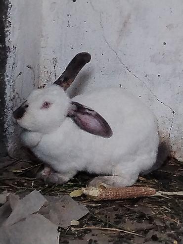 Срочно продаются кролики! 🐰 Продаю семью из 5 кроликов: 🐇 1 взрослая