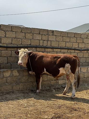 inək: İki baş təmiz qan erkək simmental dana satılır. Böyüyünün 1 yaşı var — 5