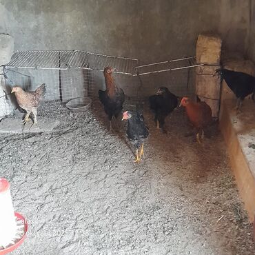 sudluk inekler satisi: Toyuq, Damazlıq, Ünvandan götürmə