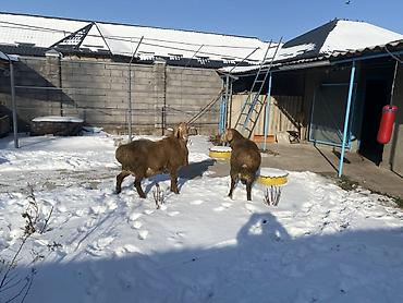 Баран, овца: Продаю | Овца (самка) | Арашан | Для разведения — 8