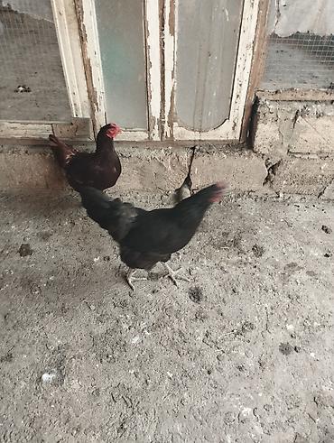 Toyuqlar: Toyuq, Yumurtalıq — 2