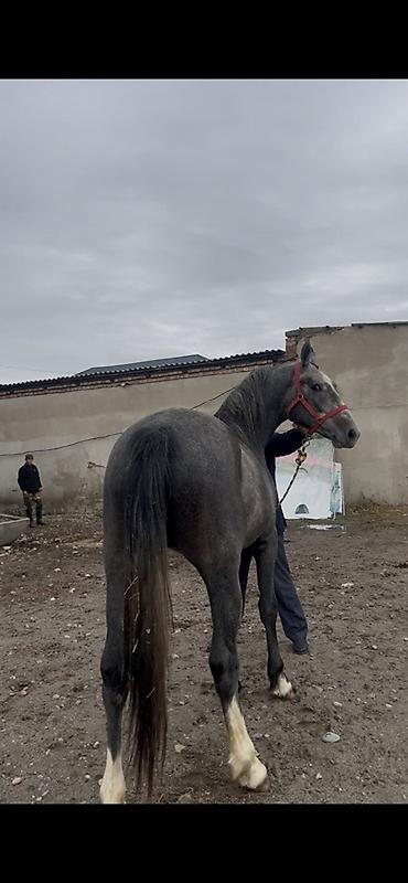 Продам с/х животных: Продаю | Жеребец | Конный спорт — 6