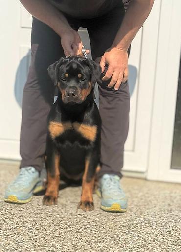 Pets & Animals: Dve vrhunske ženke R O T V A J L E R A Otac: Xeno von der Crossener — 4
