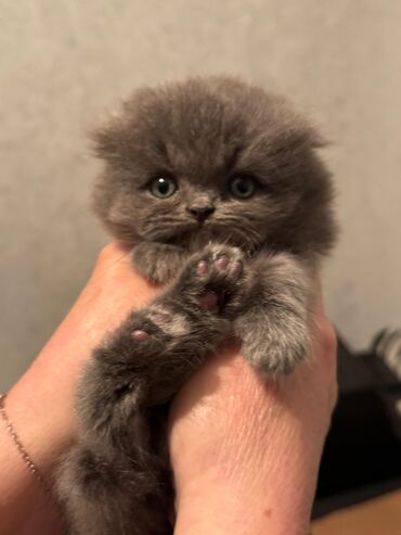 Pişiklər: Britan, Yaxşı əllərə — 3